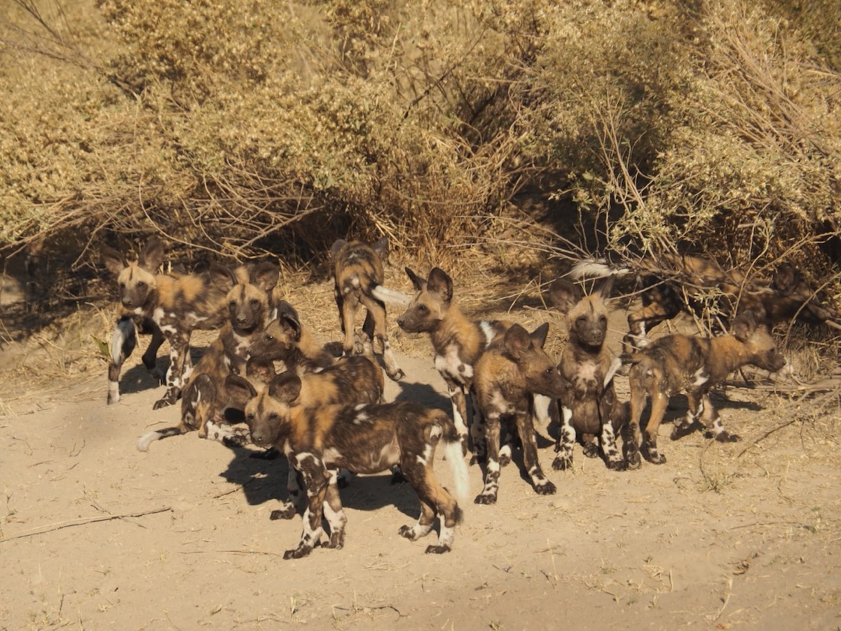 a dozen Painted Dog Puppies posed like 101 Dalmations.