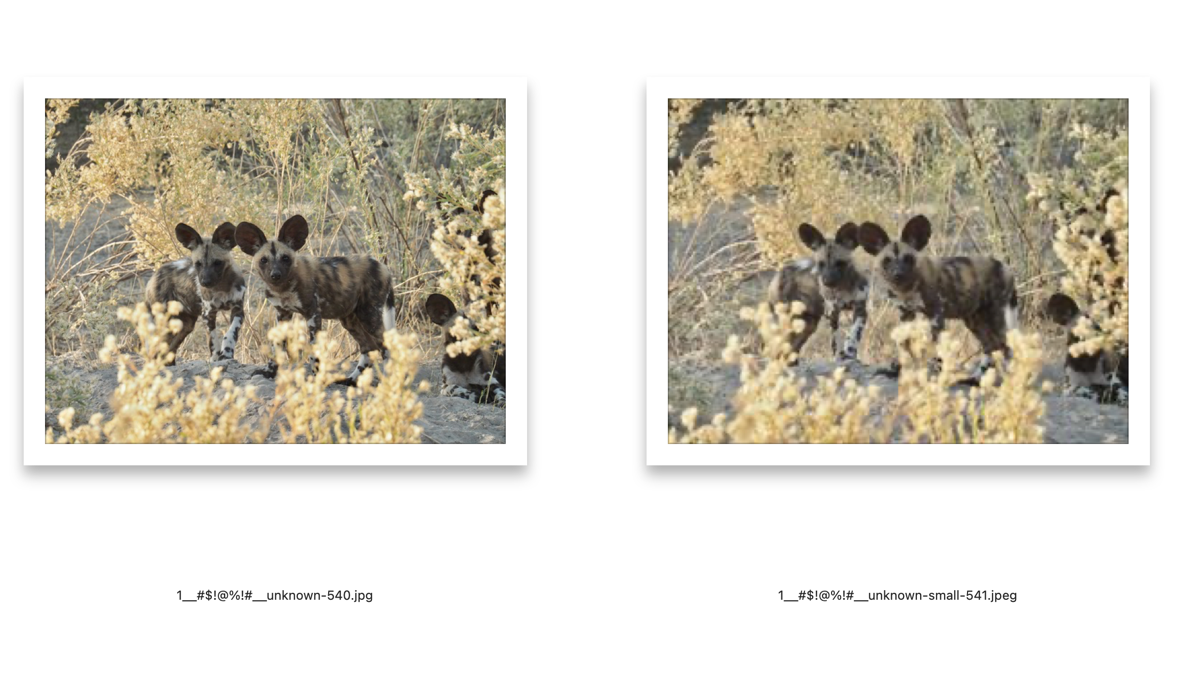 Wild dog puppies (so cute) with two different file numbers for big and small.